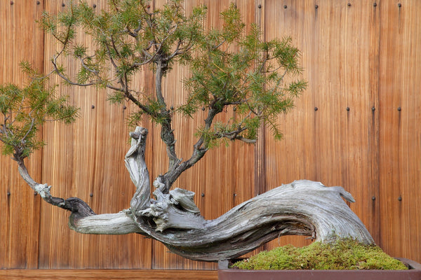 What is a Bonsai Tree? Symbolism, Care, and Tips for Growing Your Own