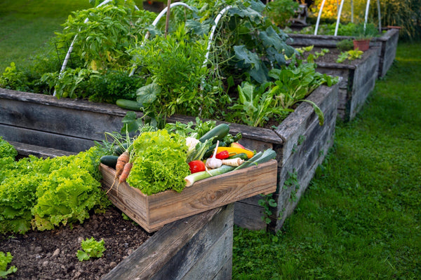 raised bed garden
