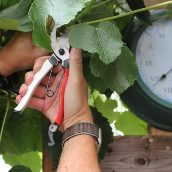 Okatsune-Secateurs-Japanese-Bypass-Pruning-Shears-210mm-104-3-2025-01-23T04:03:40.427Z.webp