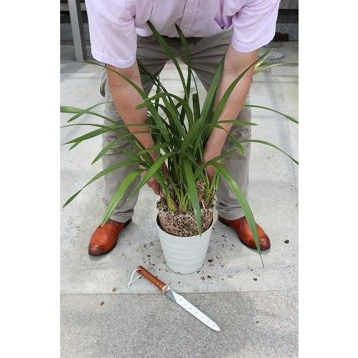P-2-NSKU-ROTCUT-1241-Tomita Nisaku Transplanting Tool Stainless Steel Root Cutter 1241-2023-09-26T15:19:06.jpg